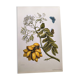 Vintage illustration - Plant with golden fruits by Merian. Antique plate
