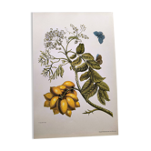 Illustration vintage - Plante aux fruits dorés par Merian. Planche ancienne