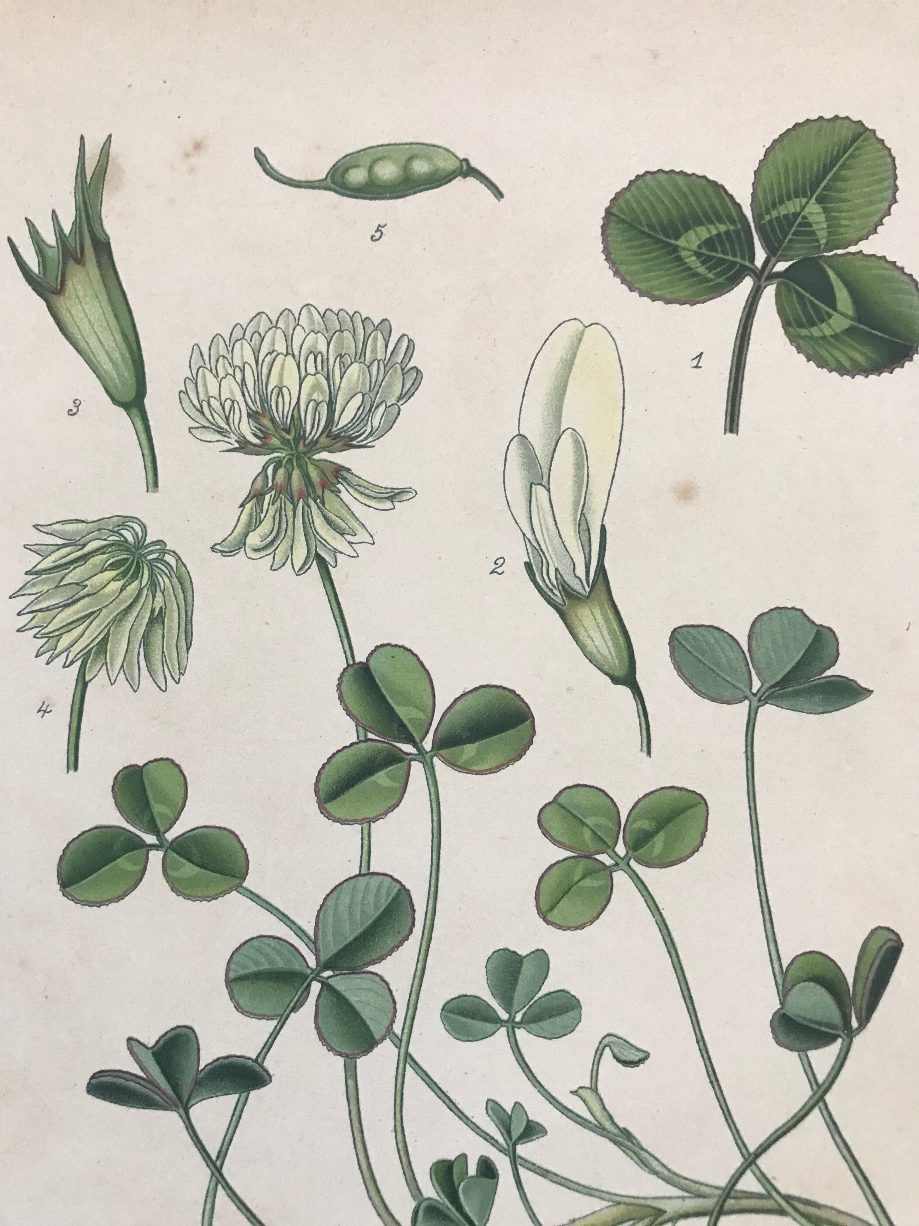 Botanical boards of white flowers 19th