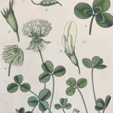 Botanical boards of white flowers 19th