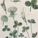 Botanical boards of white flowers 19th