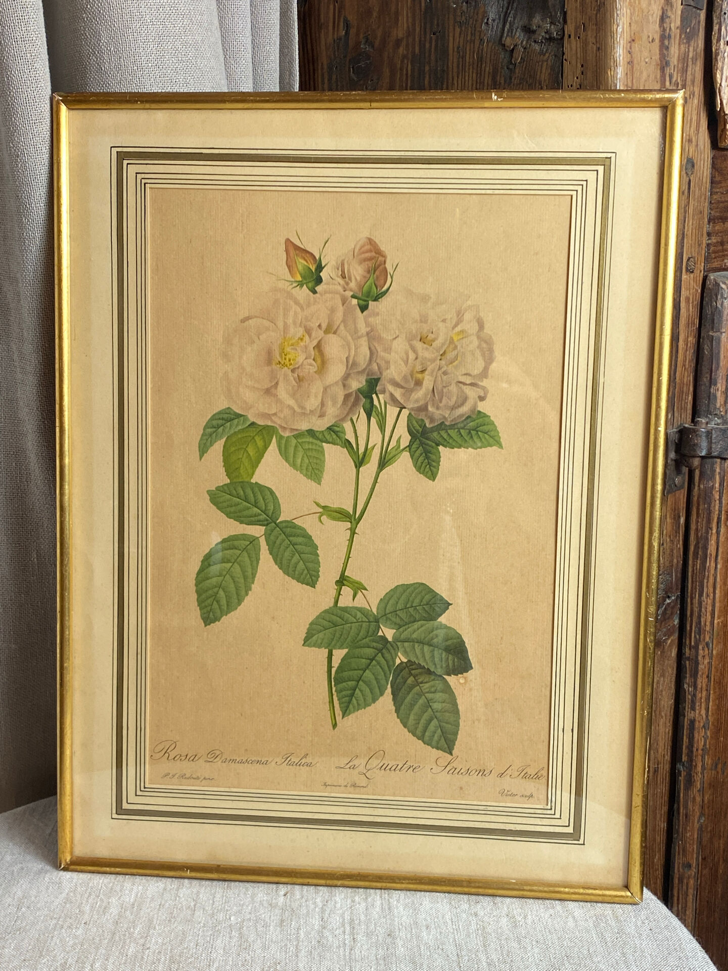 Botanical print, Rosa Damascena, by P-J Redouté
