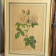 Botanical print, Rosa Damascena, by P-J Redouté