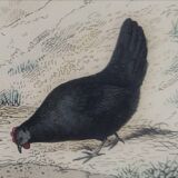 Ornithological Plate, Buffon 1838 "Rooster, Hen, Turkey, Guinea Fowl"