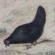 Planche Ornithologique, Buffon 1838 "Coq, Poule, Dindon, Pintade"