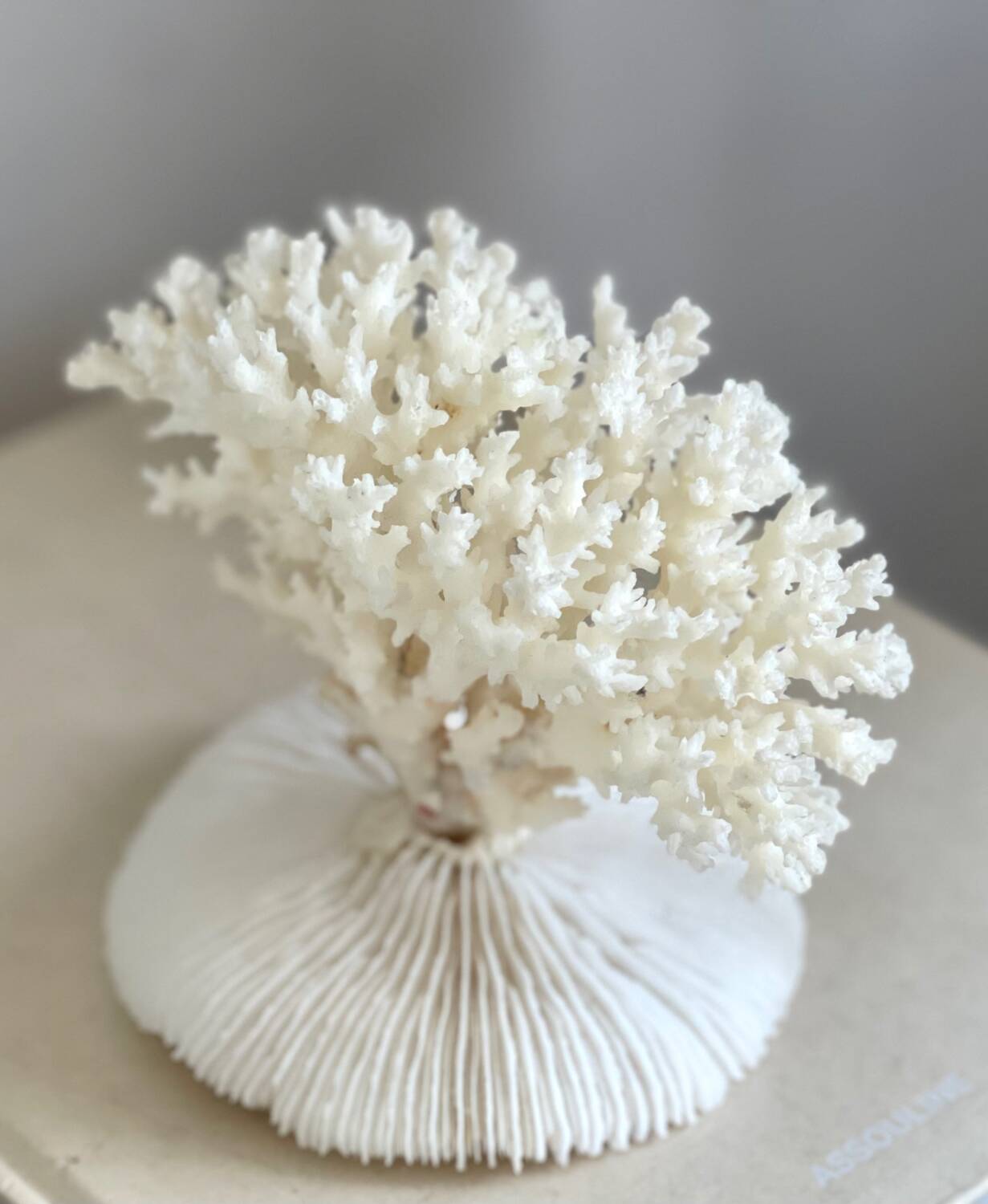 White coral on a natural base