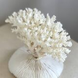 White coral on a natural base