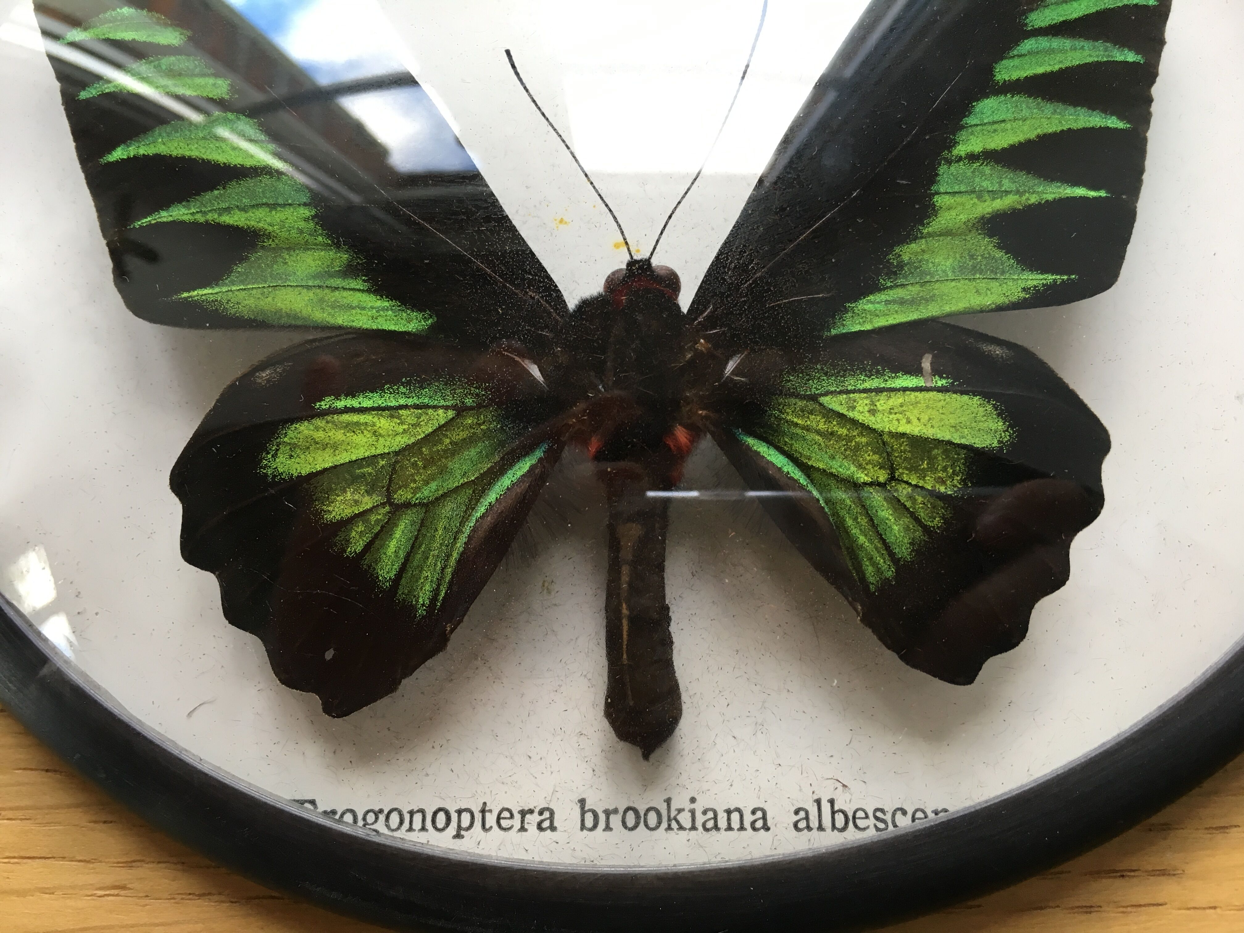 Vintage curved glass butterfly frame