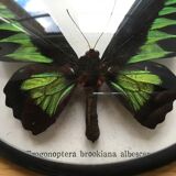 Vintage curved glass butterfly frame