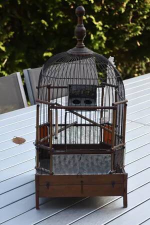 Old bird cage