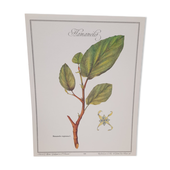 Witch hazel botanical board