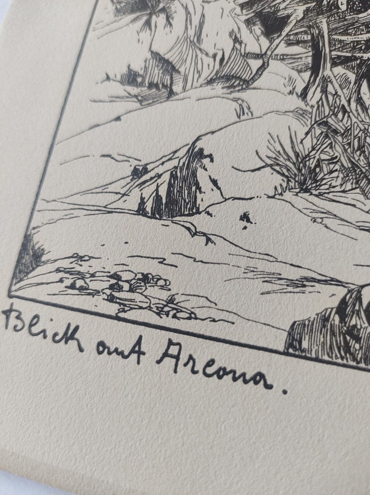 Antique print - Pine, sea and cliff - Lithograph from 1902