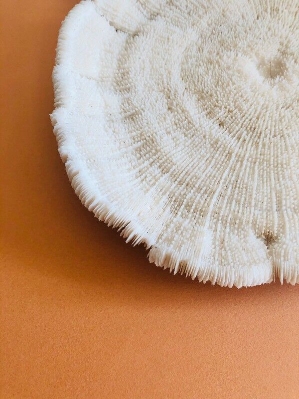 Coral fungia
