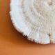 Coral fungia