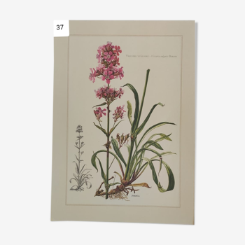 Botanical plank collection flora of Europe