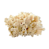 Ancient coral