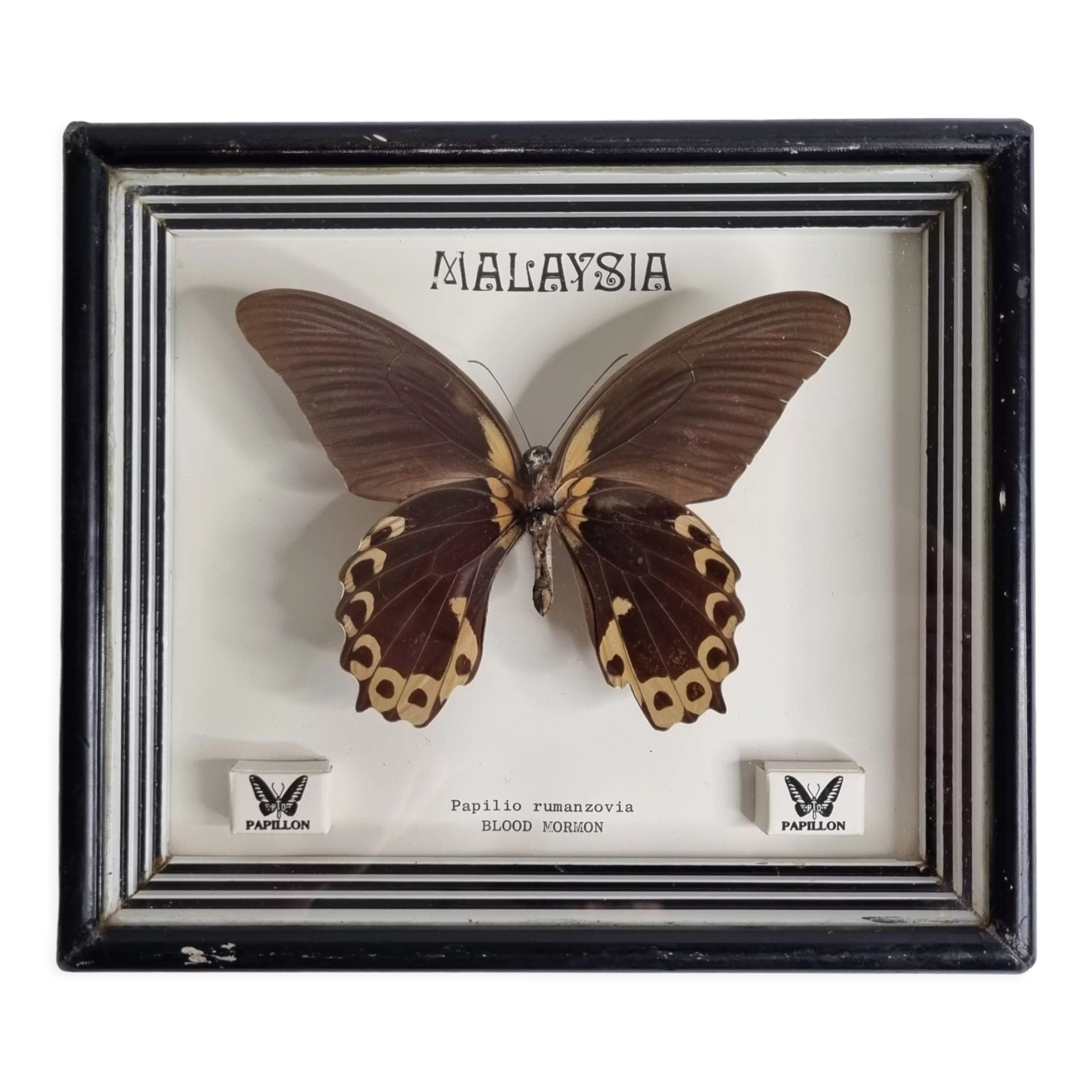Vintage naturalized butterfly under frame, Papilio rumanzovia, 19 cm