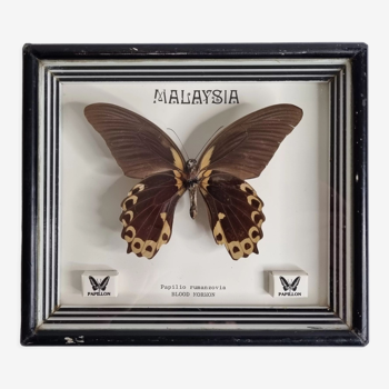 Papillon naturalisé vintage sous cadre, Papilio rumanzovia, 19 cm