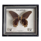 Vintage naturalized butterfly under frame, Papilio rumanzovia, 19 cm