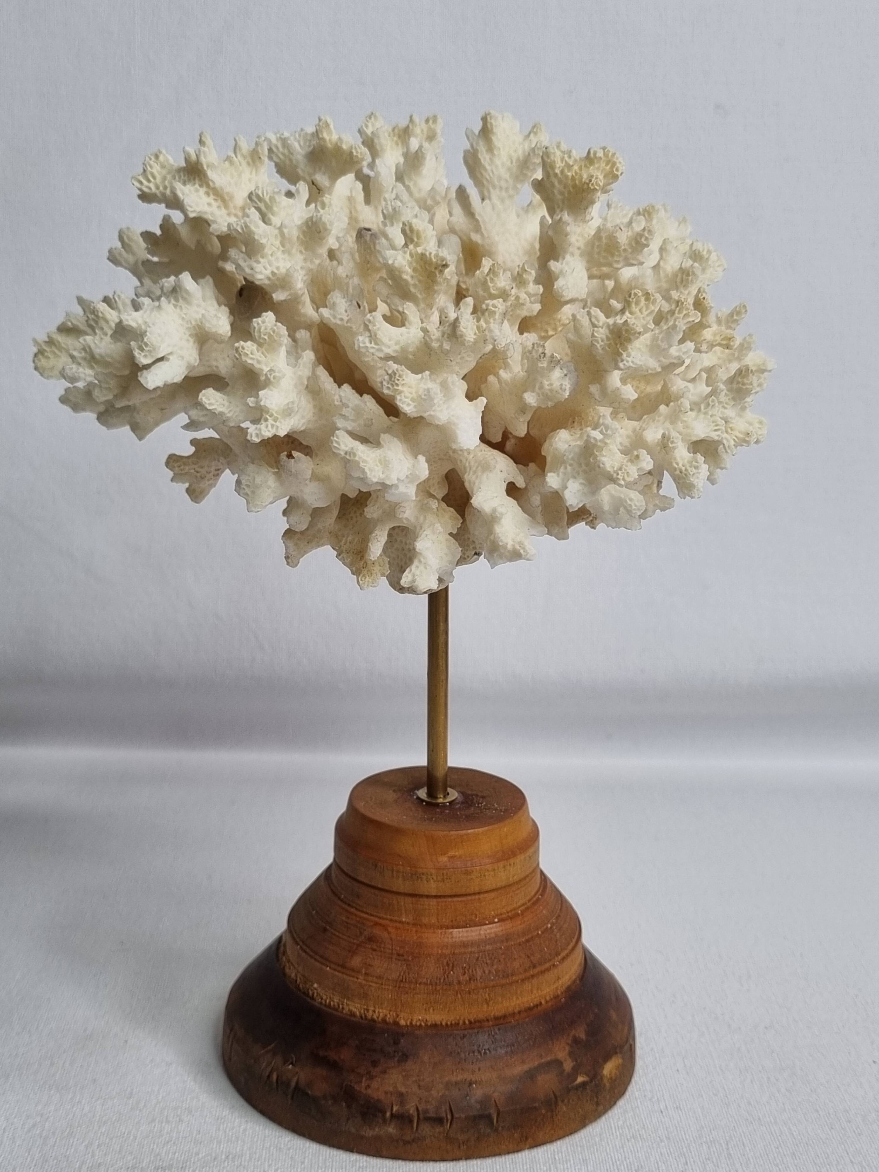 Antique ornamental coral Acropora on solid wood base, 18 cm