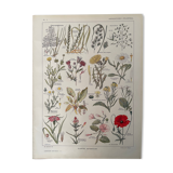 Lithographies plantes adventices mauvaises herbes de 1921