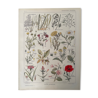 Lithographies plantes adventices mauvaises herbes de 1921