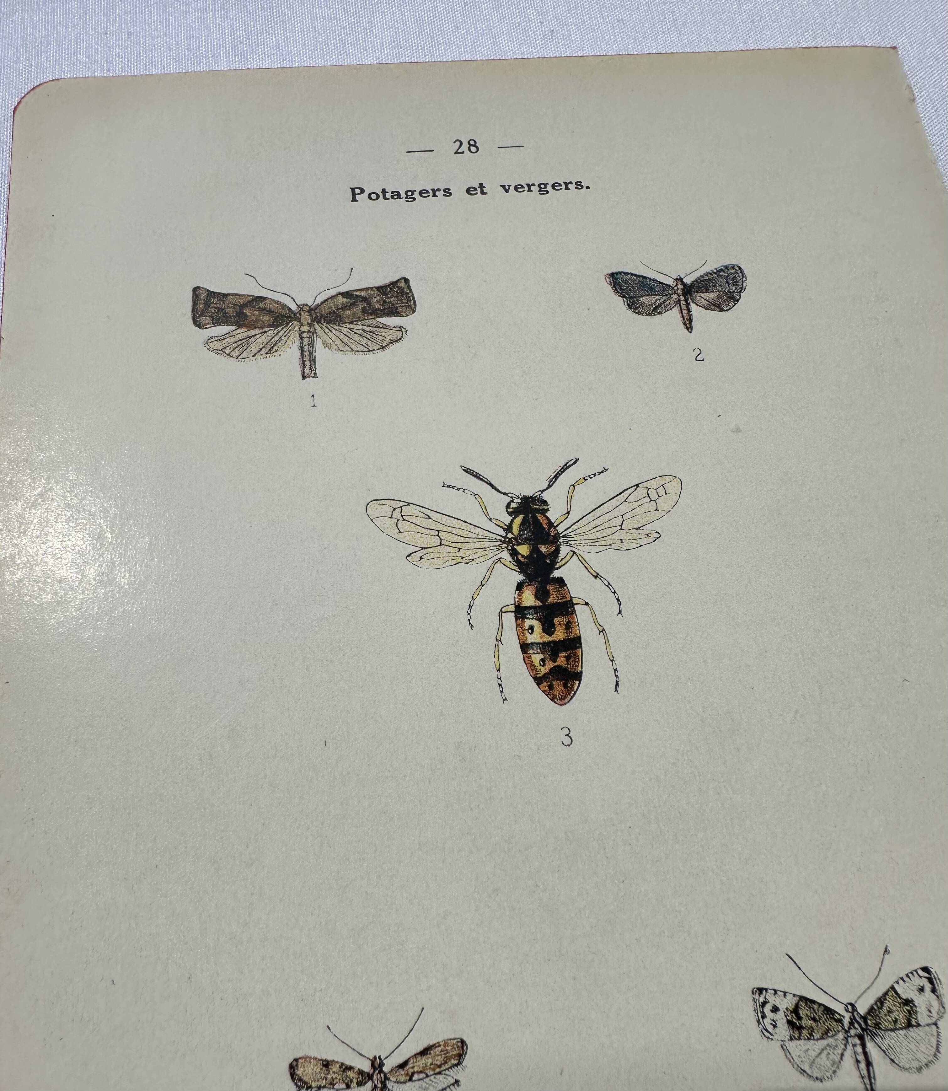 Naturalist plate insect entomology old lithograph