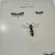Naturalist plate insect entomology old lithograph