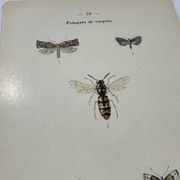 Naturalist plate insect entomology old lithograph