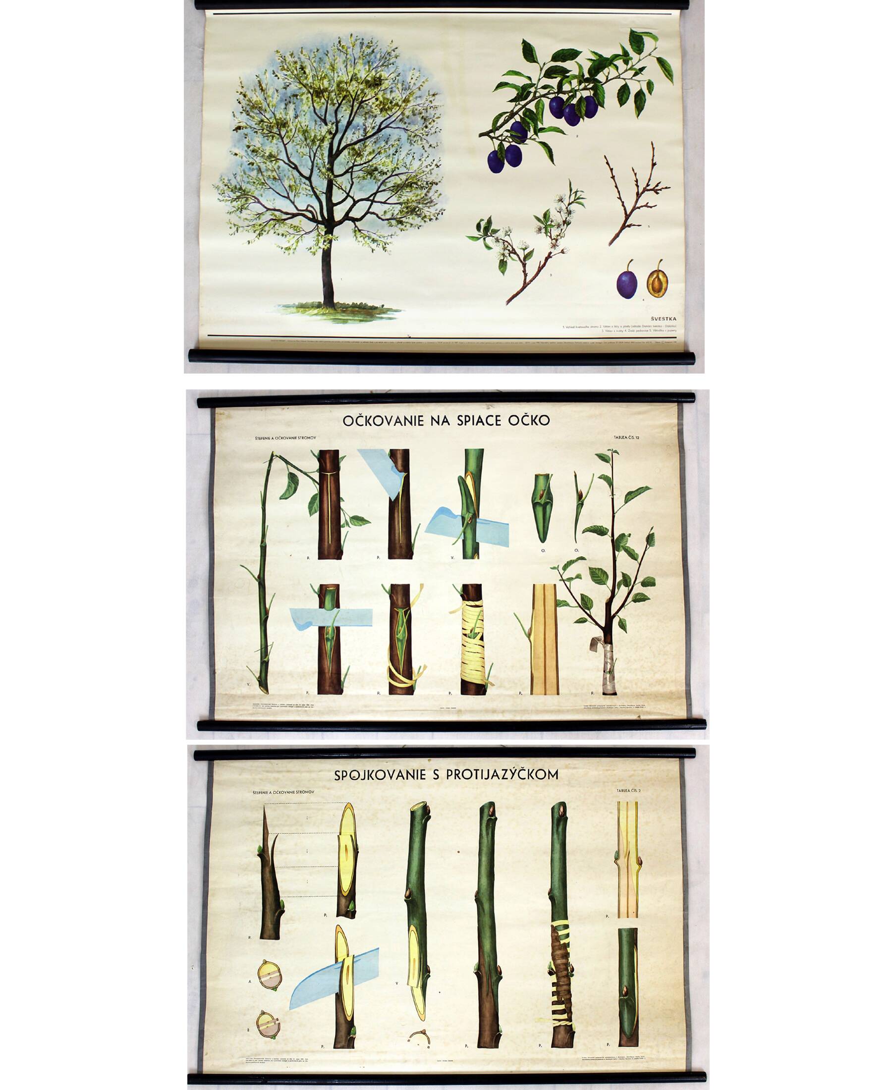 Vintage School Botanical Posters, 1950s, Set of 3