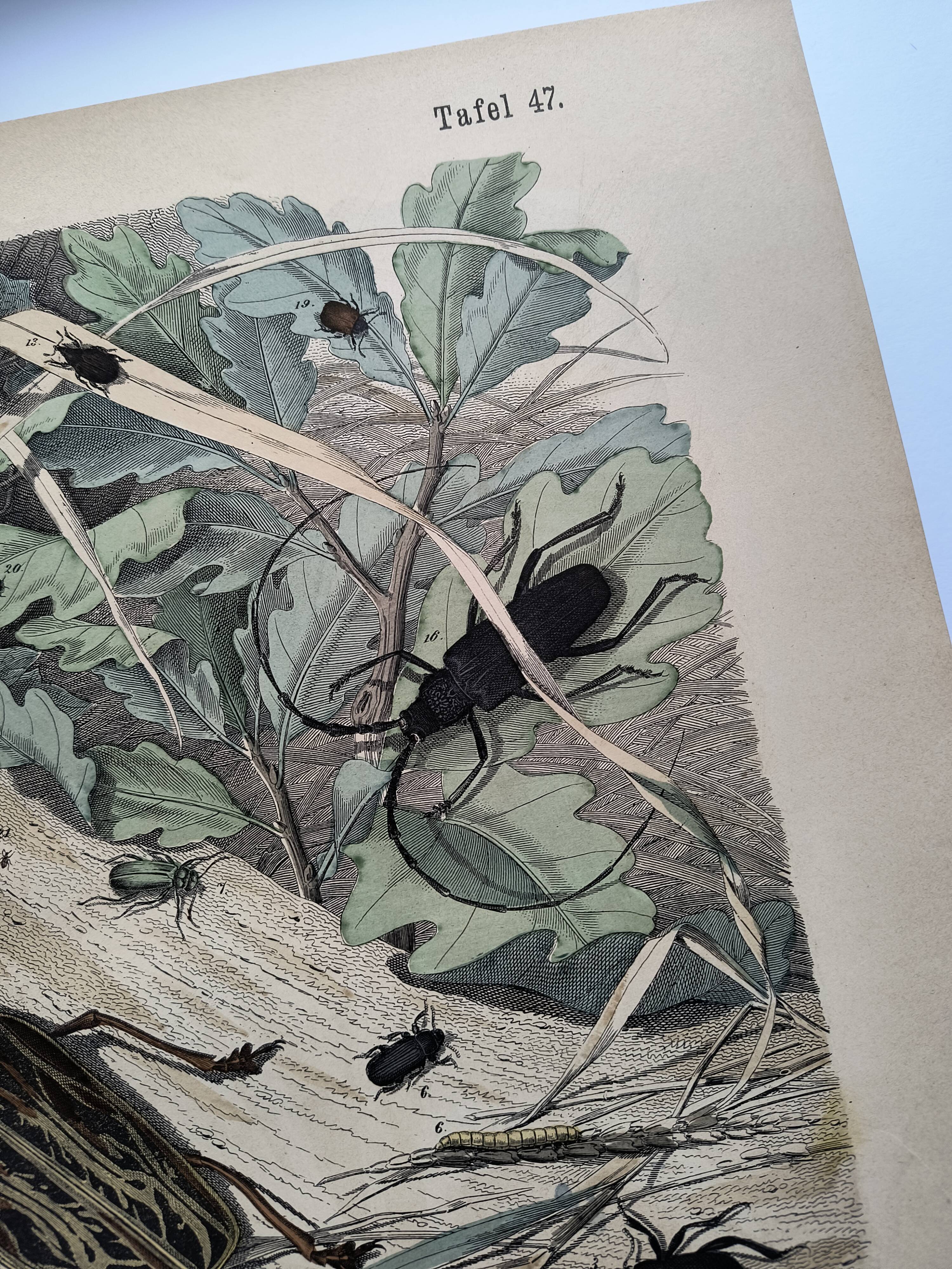 Antique lithograph from 1886 - Insects and beetles (2) - Engraving