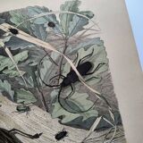 Antique lithograph from 1886 - Insects and beetles (2) - Engraving