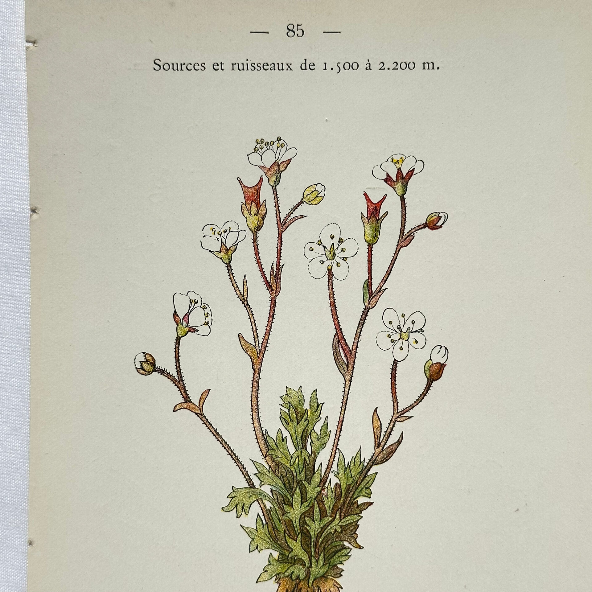 Old botanical engraving – 19th century – Hand-coloured plate