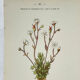 Old botanical engraving – 19th century – Hand-coloured plate