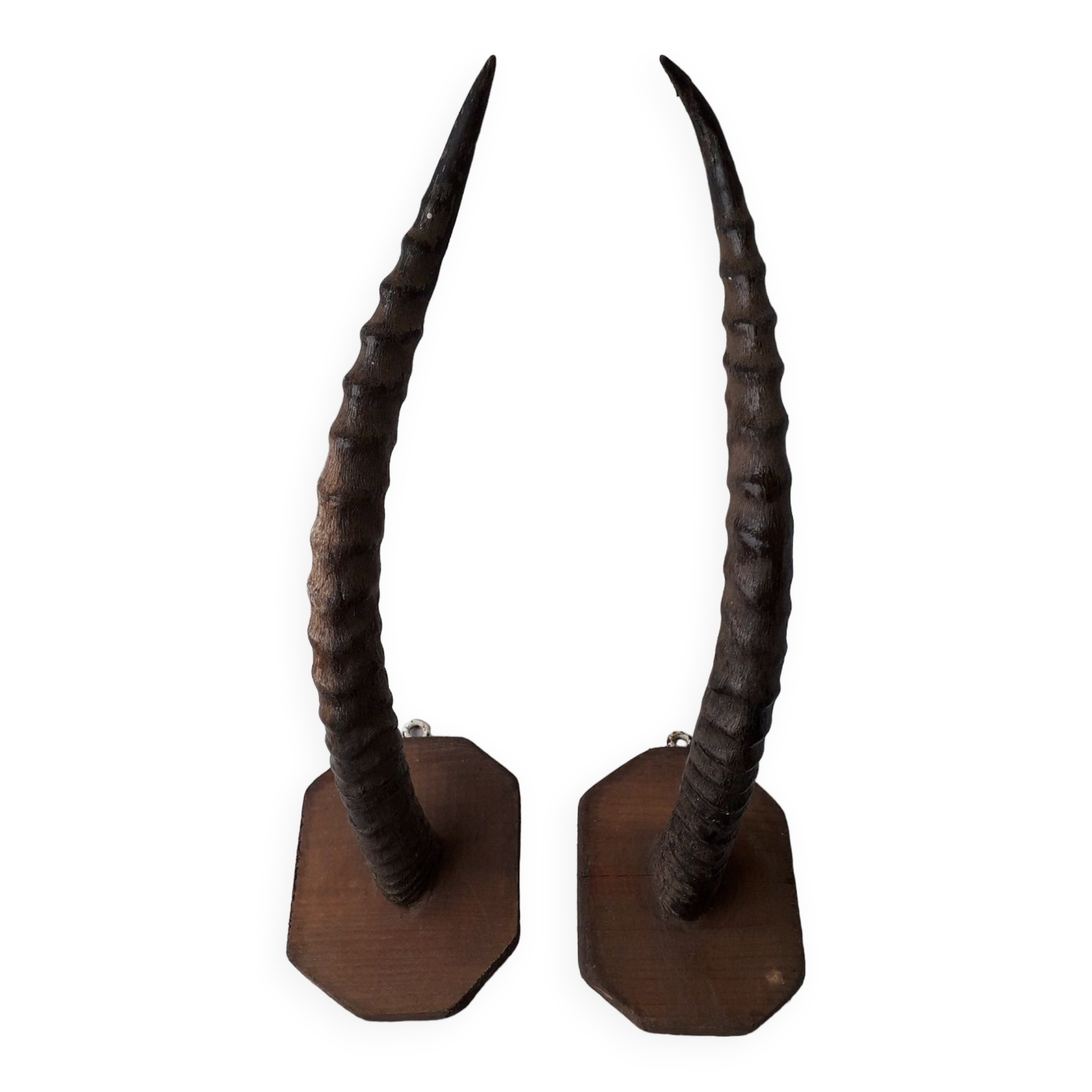 Gazelle horns trophy