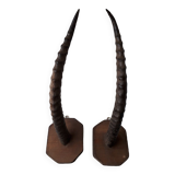 Gazelle horns trophy