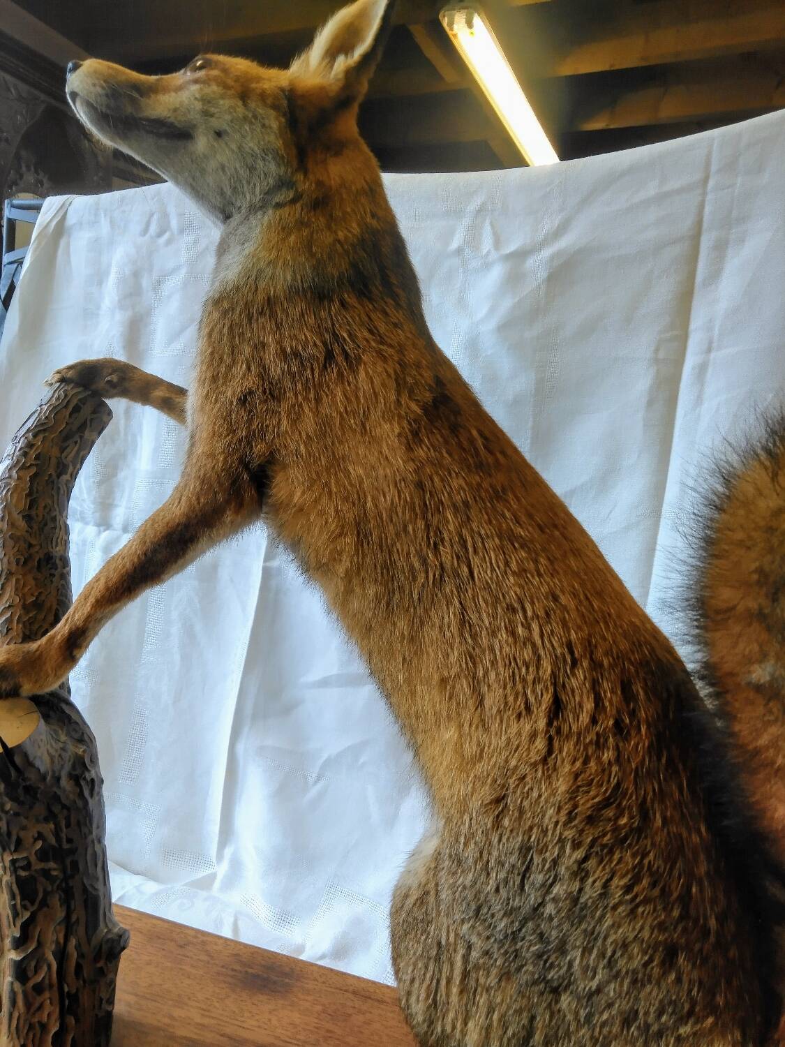 Stuffed fox taxidermy