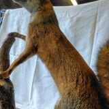 Stuffed fox taxidermy