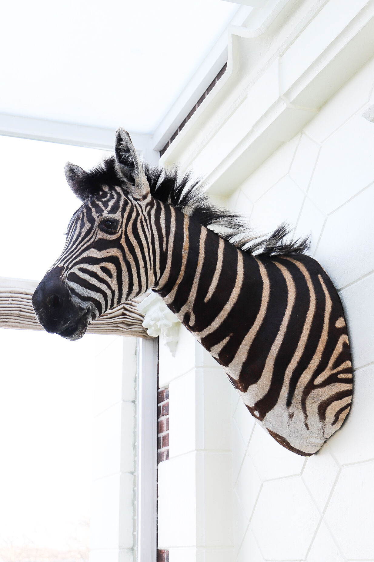 Zebra taxidermy