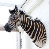 Zebra taxidermy
