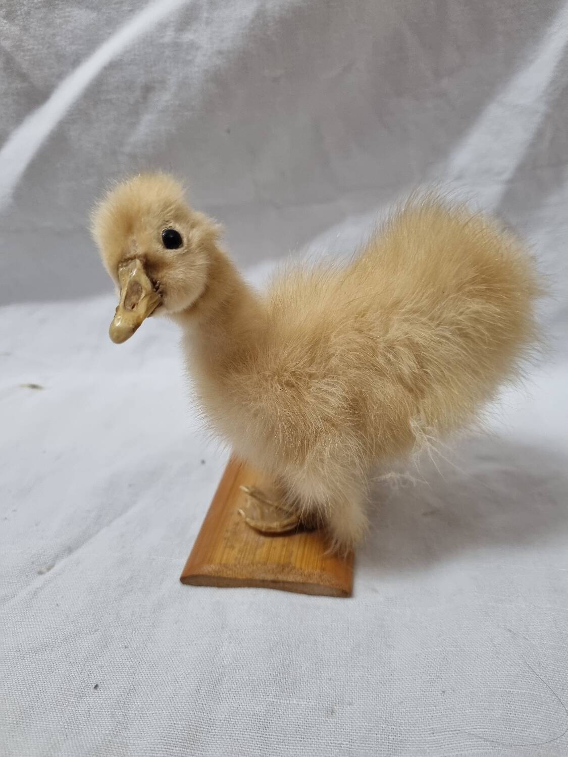 Duckling chick, taxidermy from 1980