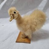 Duckling chick, taxidermy from 1980