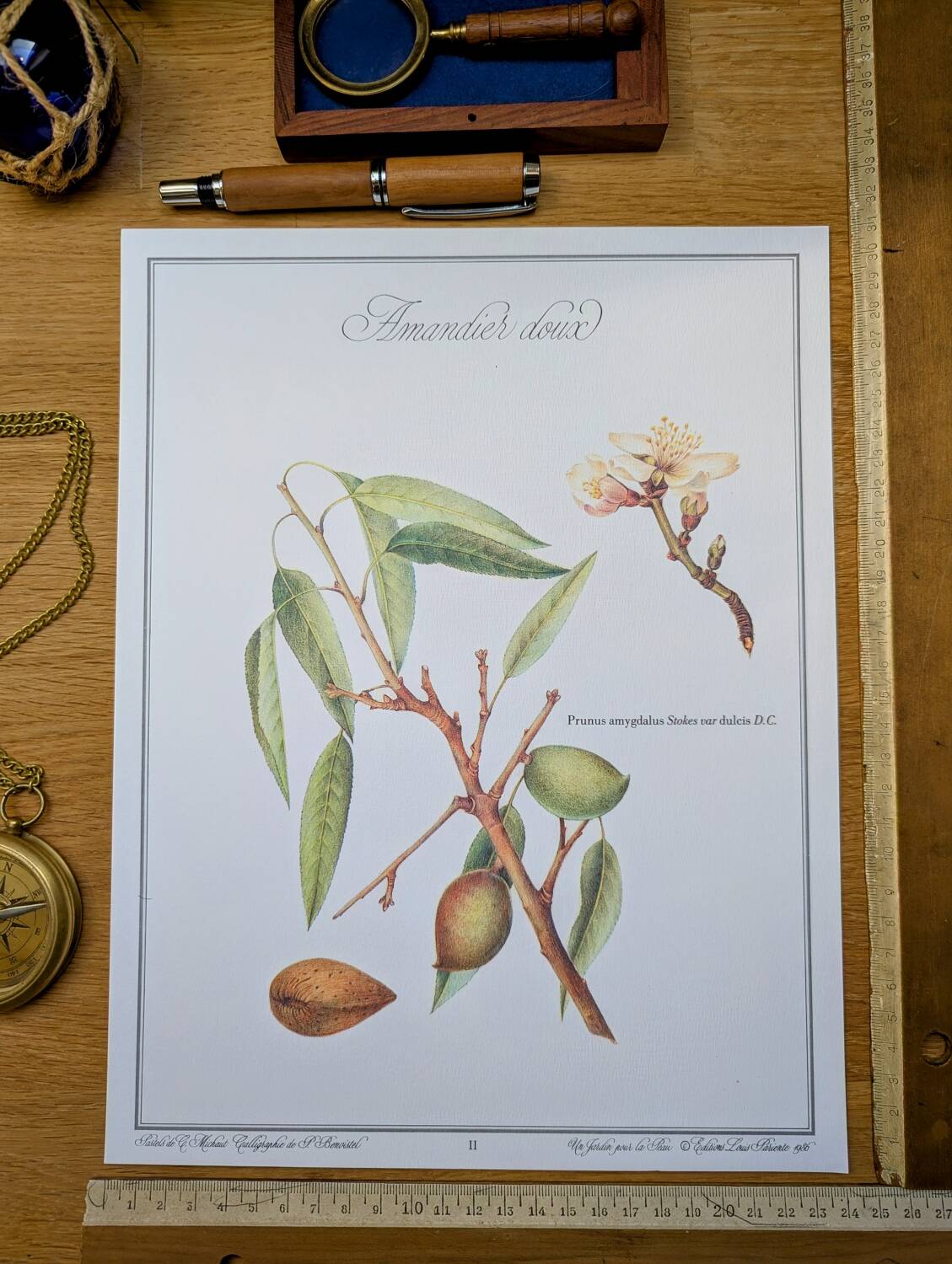 Printed in 1986, botanical plate of the Almond tree