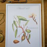 Printed in 1986, botanical plate of the Almond tree