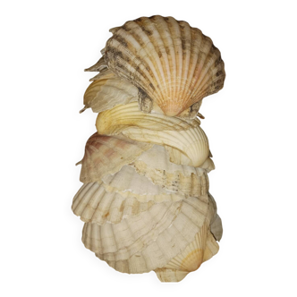 Shell decoration