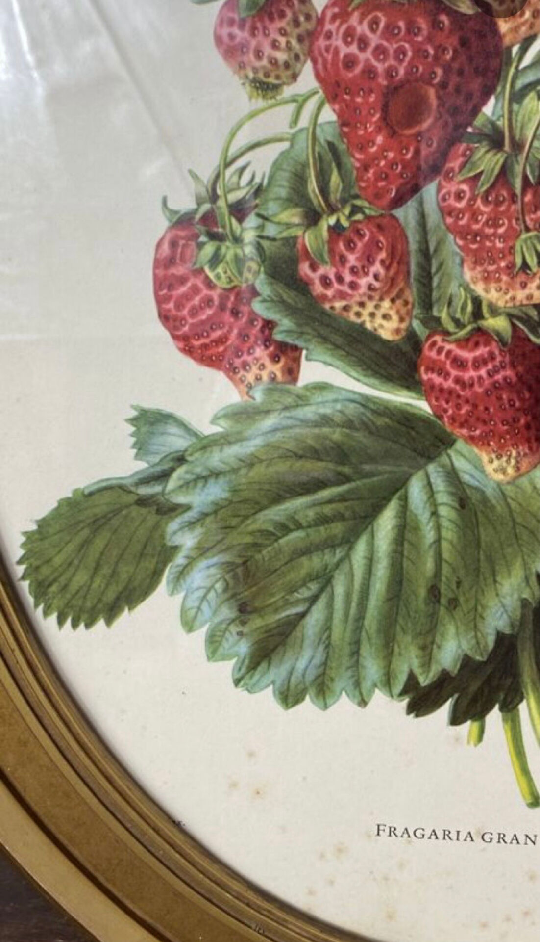Framed botanical print of Fragaria Grandiflora