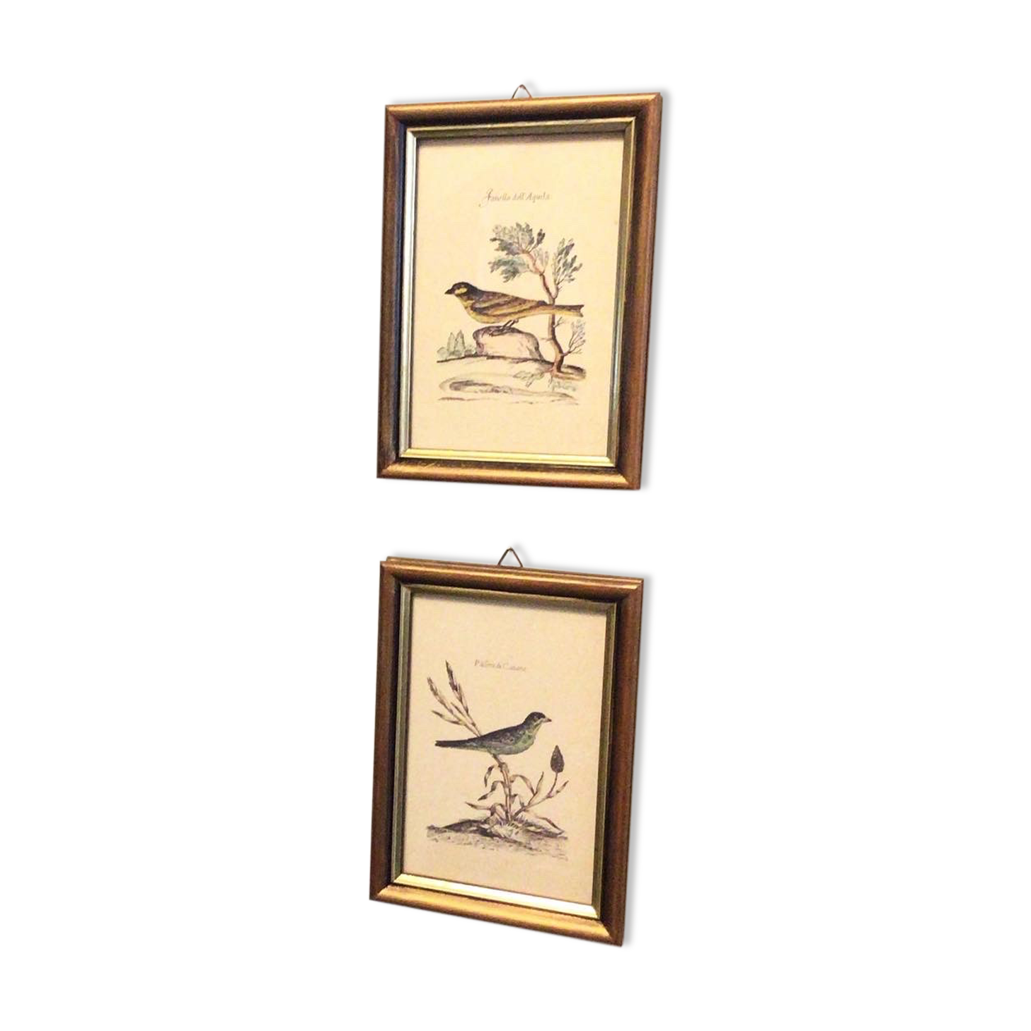 Set of two bird illustrations