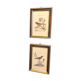 Set of two bird illustrations