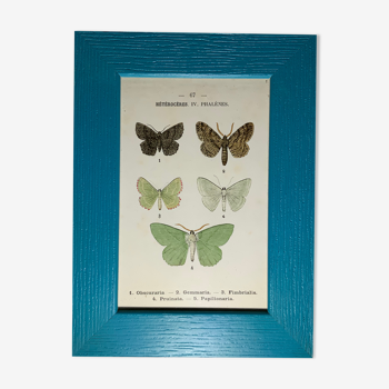 Gravure botanique ancienne papillon encadré 1900 g denise