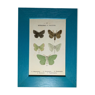 Ancient botanical engraving butterfly framed 1900 G Denise